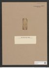 Gomphonema sp. (de-Toni-Nr.: Genus 37) Zeichnungen Sammlung Grunow Nr. 3537 (NHMW-BOT-W0371106)
